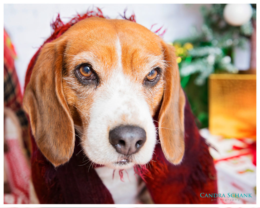 Holiday Pet Photoshoot with Candra Schank Photography in Owen Sound