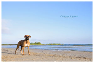 Pet Photography by Candra Schank Photography. Candra Schank Owen Sound Pet Photographer. Candra Schank Grey and Bruce Pet Photographer.