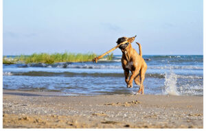 Pet Photography by Candra Schank Photography. Candra Schank Owen Sound Pet Photographer. Candra Schank Grey and Bruce Pet Photographer.