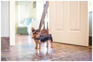 Pet Photography by Candra Schank Photography in Owen Sound Ontario, Grey and Bruce.