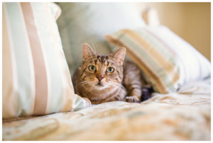 Pet Photography by Candra Schank Photography in Owen Sound Ontario, Grey and Bruce.