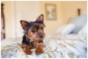 Pet Photography by Candra Schank Photography in Owen Sound Ontario, Grey and Bruce.