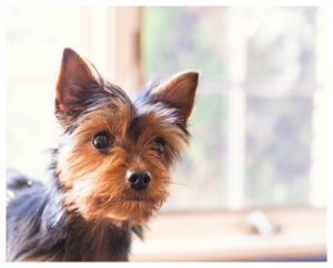 Pet Photography by Candra Schank Photography in Owen Sound Ontario, Grey and Bruce.