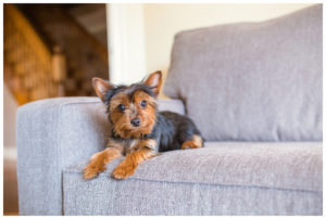 Pet Photography by Candra Schank Photography in Owen Sound Ontario, Grey and Bruce.