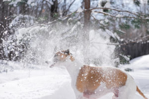 Pet Photography by Candra Schank Photography. Owen Sound, Grey and Bruce Pet Photographer.