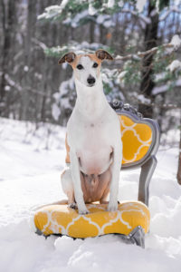 Pet Photography by Candra Schank Photography. Owen Sound, Grey and Bruce Pet Photographer.