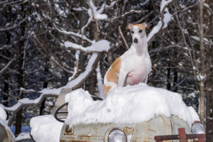 Pet Photography by Candra Schank Photography. Owen Sound, Grey and Bruce Pet Photographer.