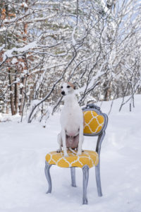 Pet Photography by Candra Schank Photography. Owen Sound, Grey and Bruce Pet Photographer.