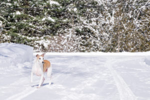 Pet Photography by Candra Schank Photography. Owen Sound, Grey and Bruce Pet Photographer.