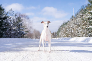 Pet Photography by Candra Schank Photography. Owen Sound, Grey and Bruce Pet Photographer.