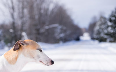 Pet Photography Session at -11 degree Celsius / Owen Sound & Collingwood Pet & Equine Photographer