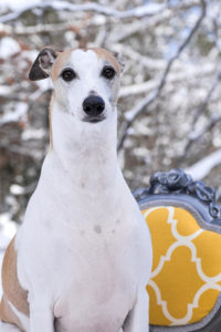 Pet Photography by Candra Schank Photography. Owen Sound, Grey and Bruce Pet Photographer.