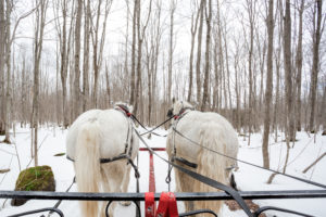 Winter Wedding by Candra Schank Photography at Dual Acres Sleigh & Wagon Rides