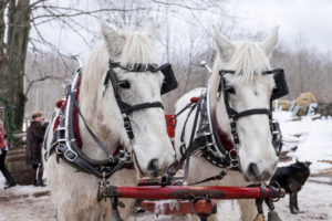 Winter Wedding by Candra Schank Photography at Dual Acres Sleigh & Wagon Rides