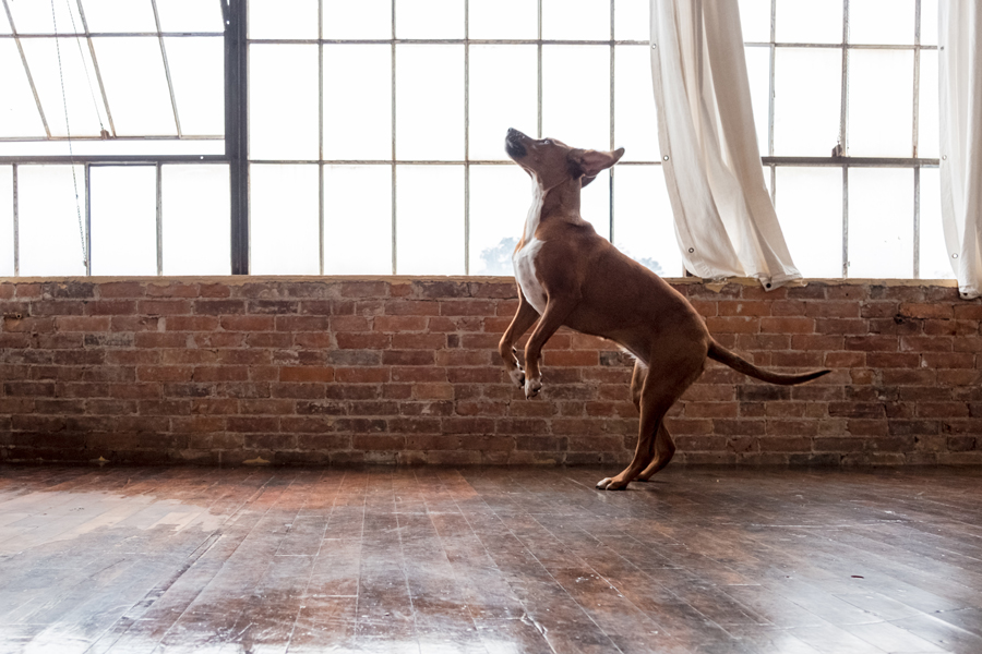 Pet Photography by Candra Schank Photography. Grey Bruce Pet Photographer. Grey Bruce Pet Photography. Ontario Pet Photographer. Owen Sound Pet Photographer.