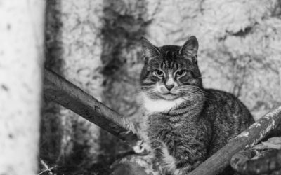 Farm Life / Candra Schank Photography / Owen Sound & Collingwood Pet & Equine Photographer