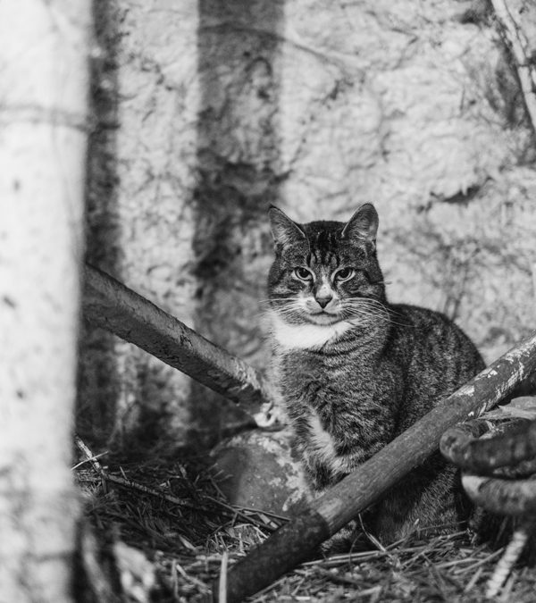 Farm Life / Candra Schank Photography / Owen Sound & Collingwood Pet & Equine Photographer