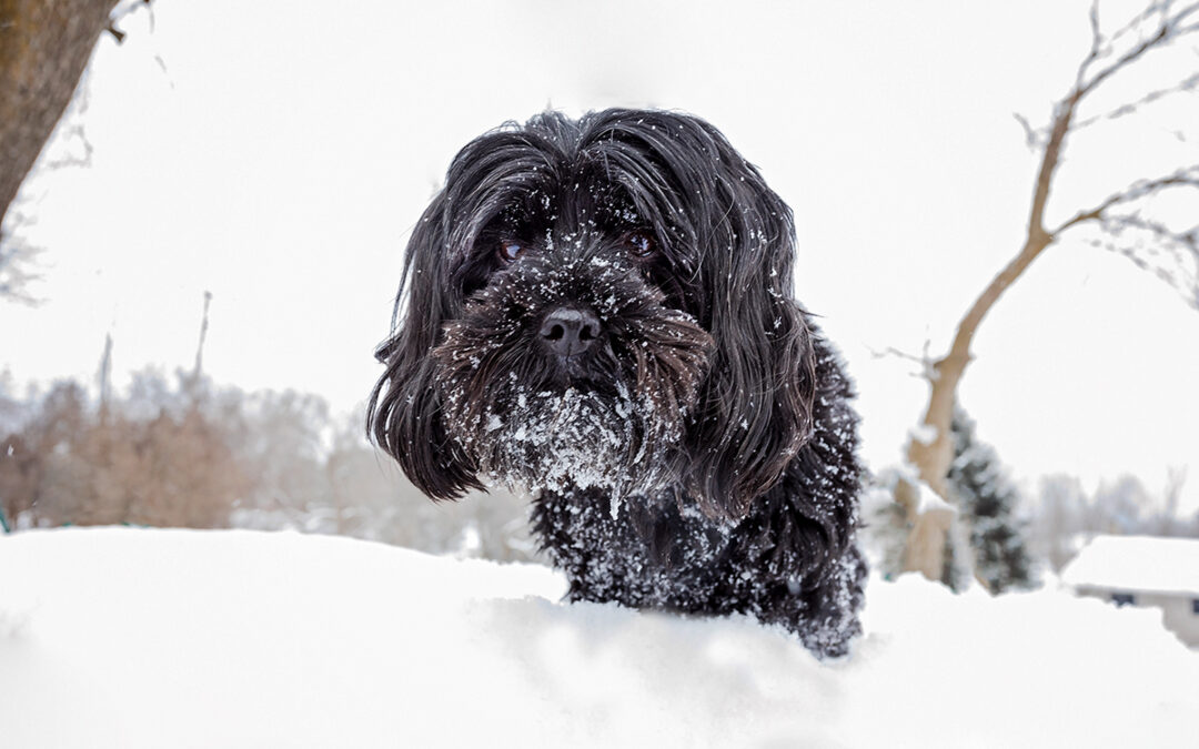 Ahhh…How do I photograph my black dog? / Owen Sound & Collingwood Pet & Equine Photographer