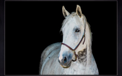 Fine Art Equine Portraits / Owen Sound & Collingwood Equine Photographer