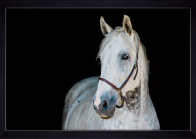 white horse on black background. fine art horse portrait.