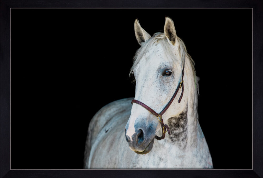 Fine Art Equine Portraits / Owen Sound & Collingwood Equine Photographer