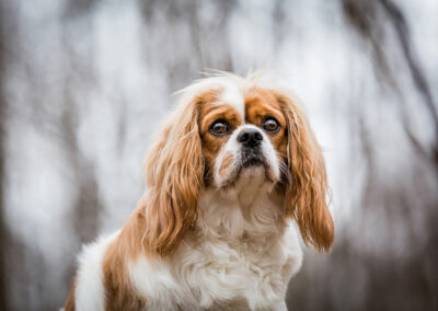 King Charles Cavalier dog in the forest