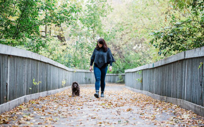 Your 2025 Guide to Dog Friendly Places in Grey Bruce Owen Sound