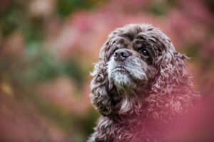 Pet photos in Owen Sound and Collingwood