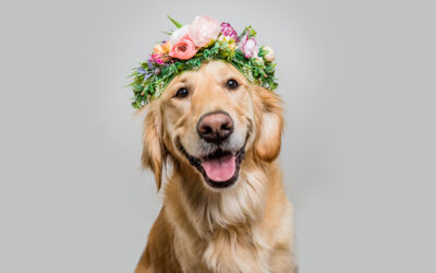 Flower Crown Studio Dog Portraits / Owen Sound Pet Photographer