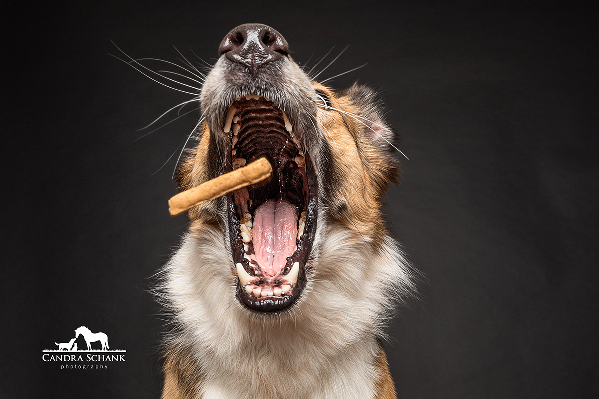 Photo of two dogs on a black background in Candra Schank Photography's studio. Dog photography. Pet Photography. Owen Sound Dog photographer Grey Bruce Pet Photographer.