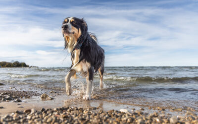 5 Common Challenges in Dog Photography and Why a Professional Can Help