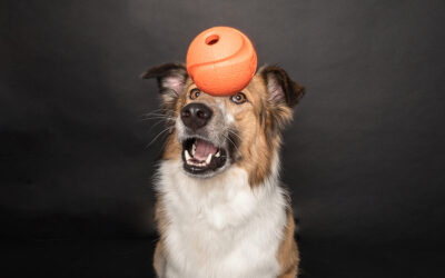 5 Must-Have Enrichment Toys for Every Dog Owner