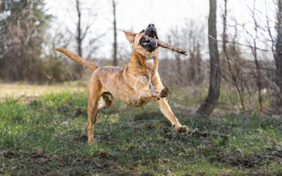 Top 5 Family-Friendly Dog Breeds for Households with Kids